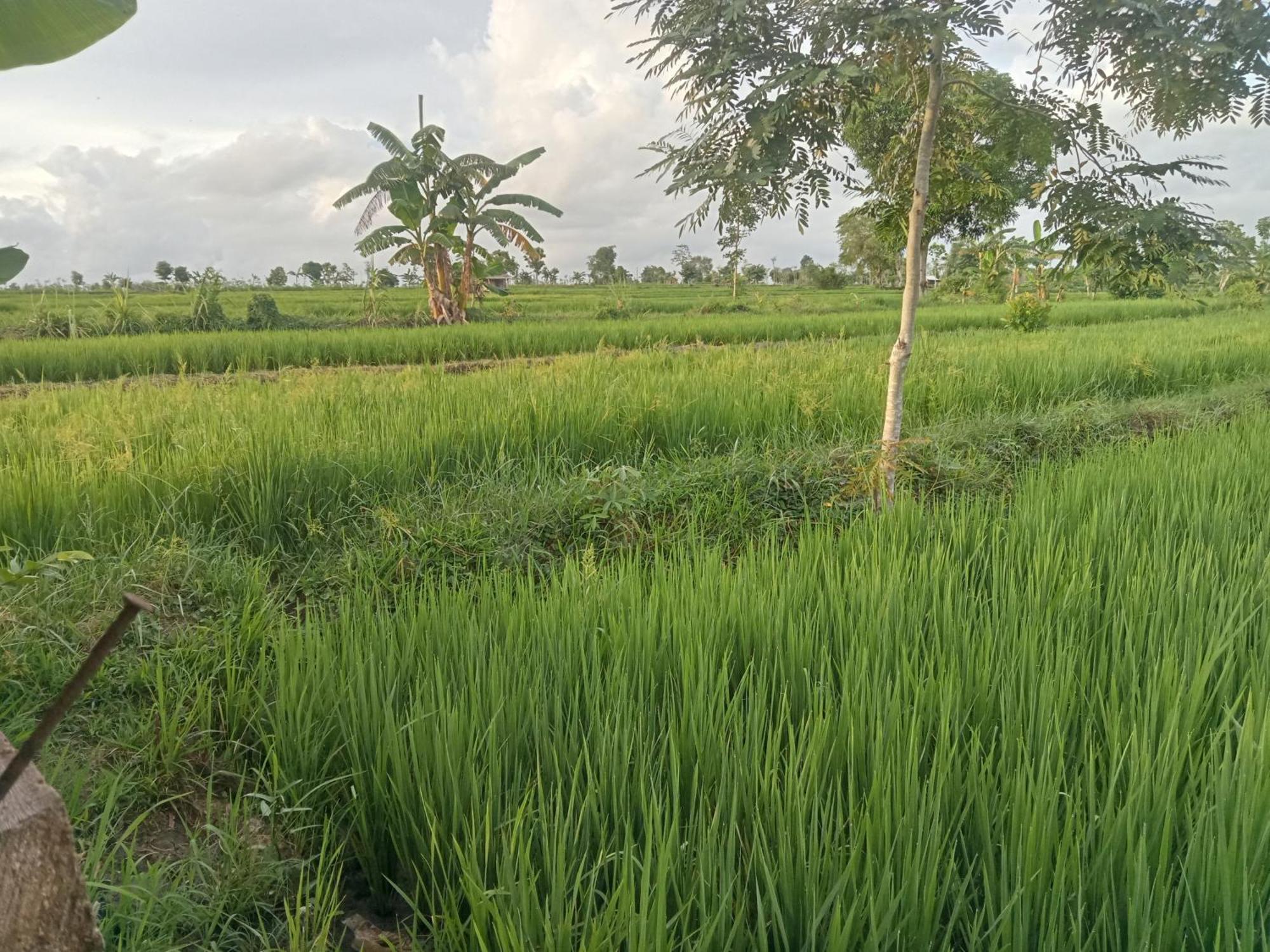 Bulan Homestay Plambi Bagian luar foto